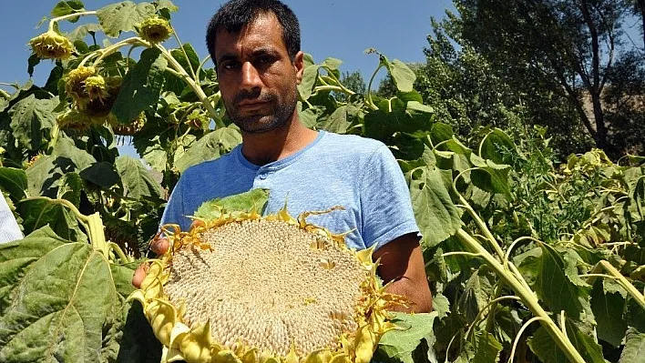 Çerezlik ayçiçeğindeki bölgesel çapta dane kaybı yaşanıyor
