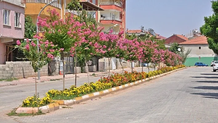 Gölbaşı ilçesi oya ağaçlarıyla daha güzel görünüyor
