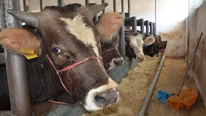 Yetiştiriciler Kurban Bayramı'ndan umutlu
