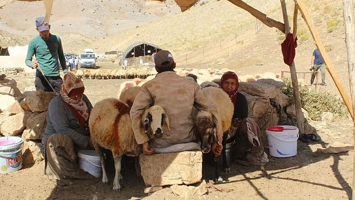 Küçükbaş hayvan yetiştiricilerine süt kovası dağıtıldı
