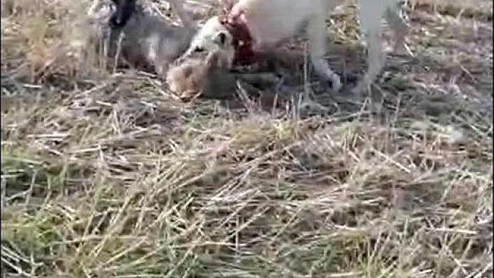 Koyun sürüsüne saldıran kurdu çoban köpekleri yakaladı
