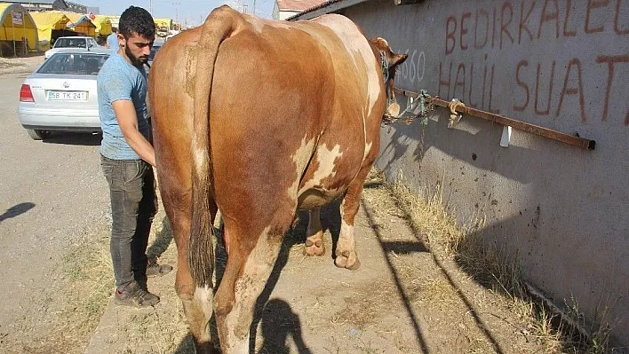 30 bin lira değerindeki 'Polat' alıcısını bekliyor
