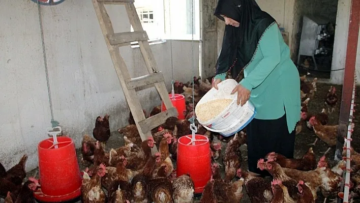5 tavukla başladı, şimdi 500 tavuğu var
