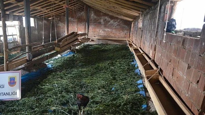 Ahırda 200 kilo esrar ele geçirildi
