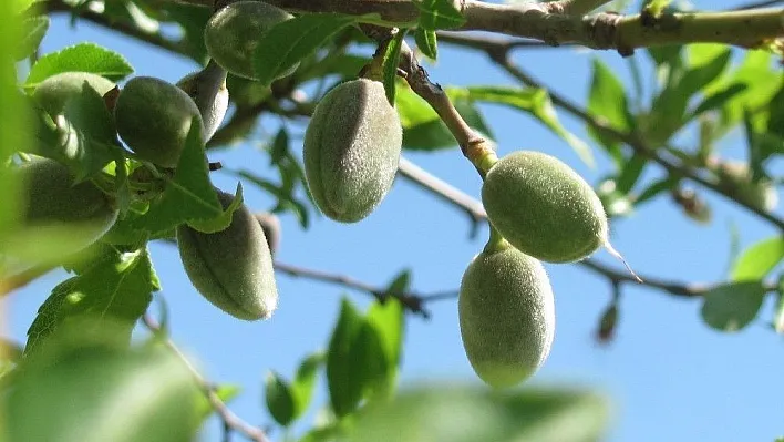 Badem Malatya toprağını çok sevdi
