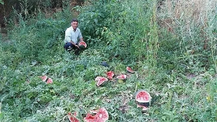 Erzincan'da ayılar tarladaki karpuzları parçaladı
