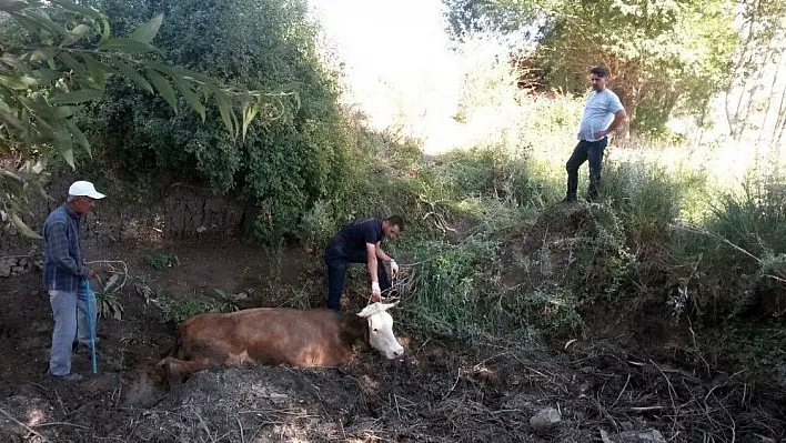 Çamura saplanan inek itfaiye tarafından kurtarıldı
