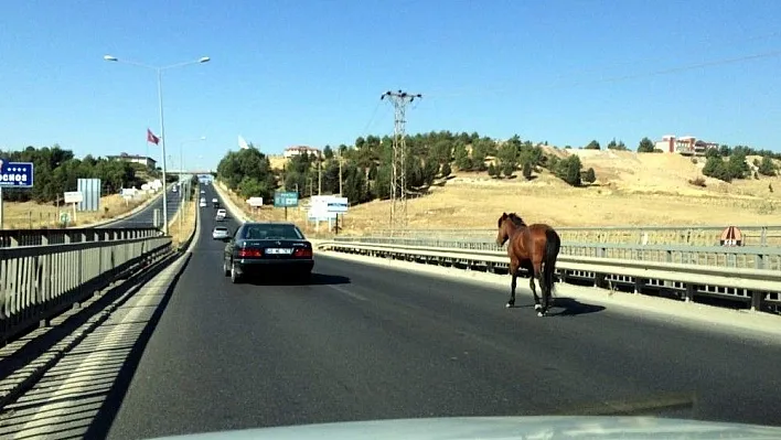 Başıboş at trafiği alt üst etti