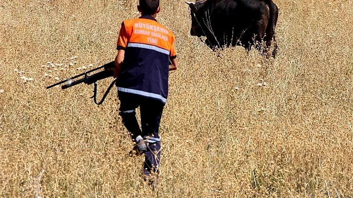 Erzurum'da kaçan kurbanlık dana 1 çocuğu hastanelik etti
