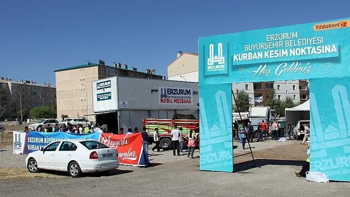 Erzurum'da 'Angus' cinsi kurbanlık güçlükle kesilebildi
