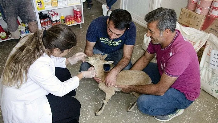 Yaralı dağ keçisine vatandaşlar sahip çıktı
