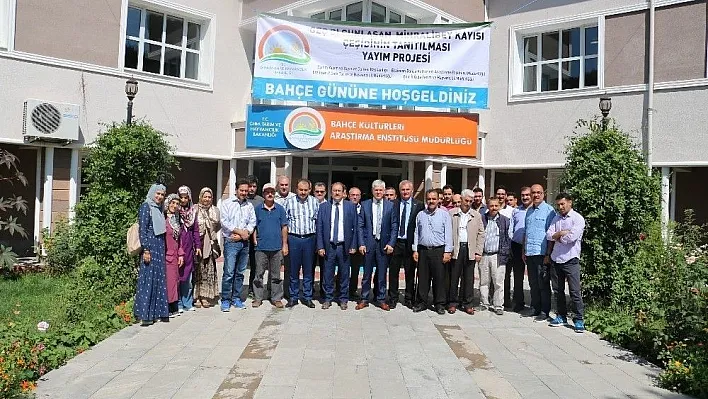 Erzincan'da Eylül'de Kayısı hasadı
