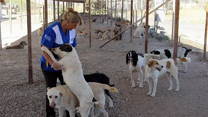 Pet diye alınıp, pat diye atıldılar
