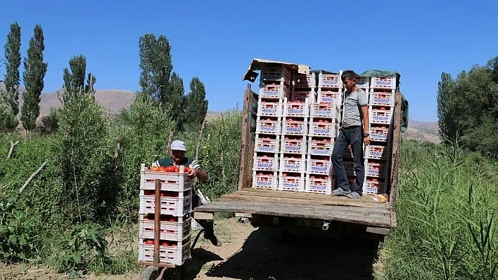 Erzincan Domates üretiminde söz sahibi olmaya başladı
