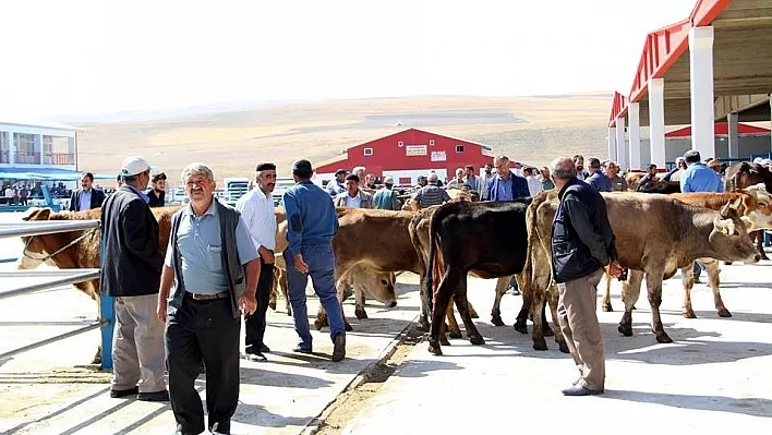 Kurban Bayramı'nda Erzurum'da bu yıl kesilen büyük ve küçükbaş hayvan sayısı açıklandı
