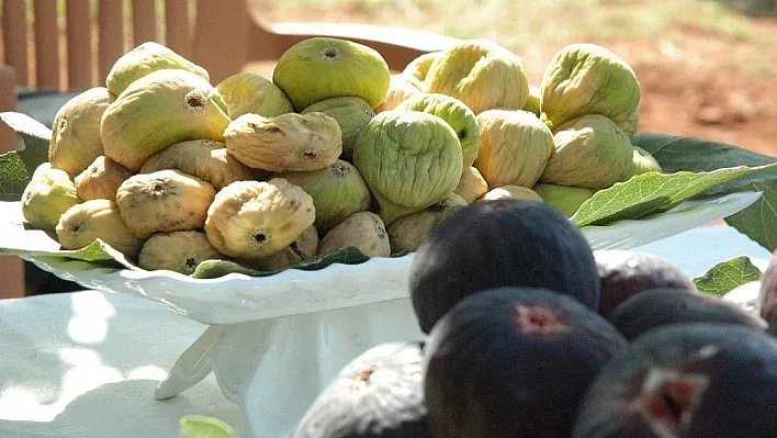 Kurutmalık sarılop incir hasadı yapıldı
