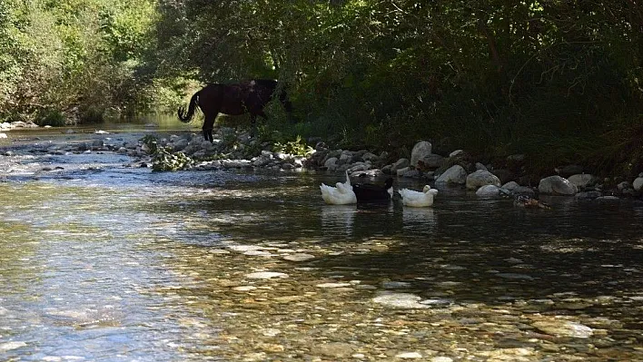 Kayaarası Kanyonuna ziyaretçi akını
