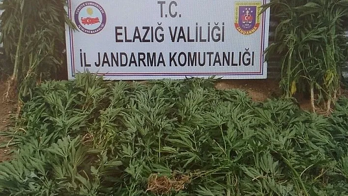 Jandarmadan uyuşturucu ile mücadele