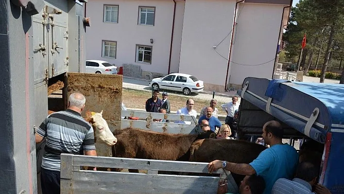 Suşehri'nde genç çiftçilere dana dağıtıldı
