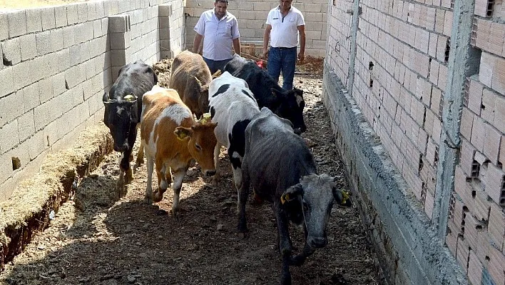 Besni ilçesinde genç çiftçilere 60 büyükbaş hayvan dağıtıldı
