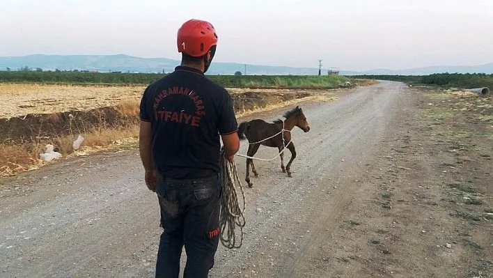 Sulama çukuruna düşen tayın imdadına itfaiye yetişti

