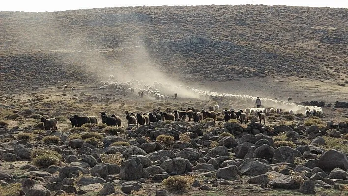 Yem fiyatları Karacadağ'da hayvancılığı vurdu
