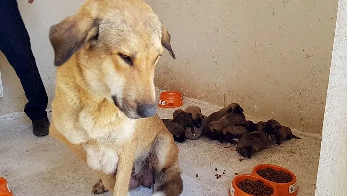 Anne köpek ve 10 yavrusu koruma altına alındı
