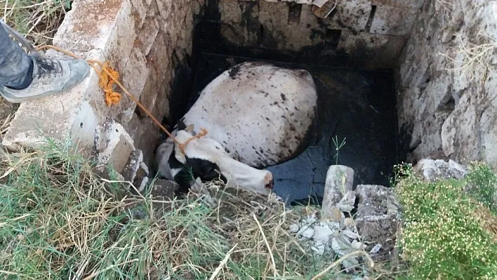 Foseptik çukurunda inek kurtarma operasyonu
