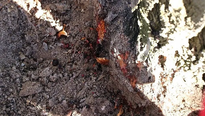 Müdür Macit'ten çiftçilere öneriler
