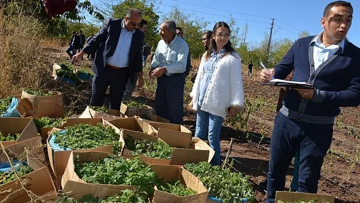 Suşehri'nde tıbbi ve aromali bitki üretimi.
