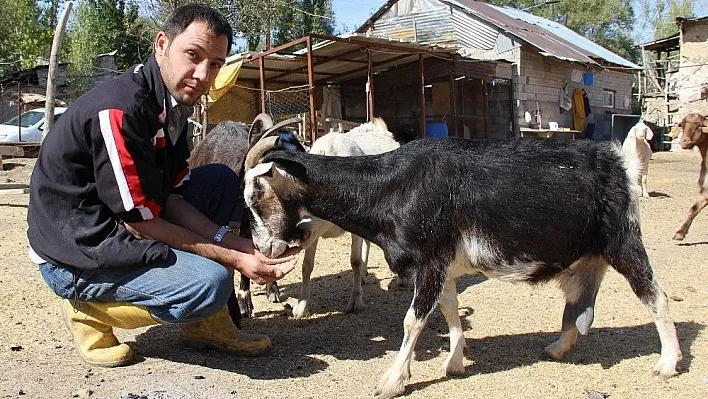 Kabızlık sorunu çeken çocuğu için keçi beslemeye başladı
