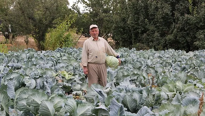 Bir asırdır aynı tohumla lahana ekiyor
