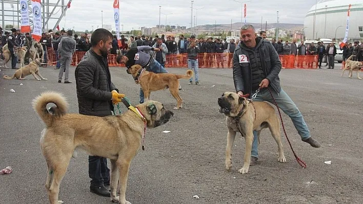 Sivas'ta Çoban köpekleri güzellik yarışması
