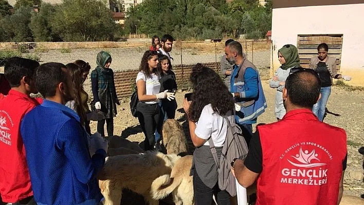 Gönüllüler, sokak hayvanlarını besledi
