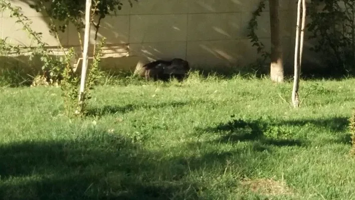 Hastane bahçesinde şüpheli paket
