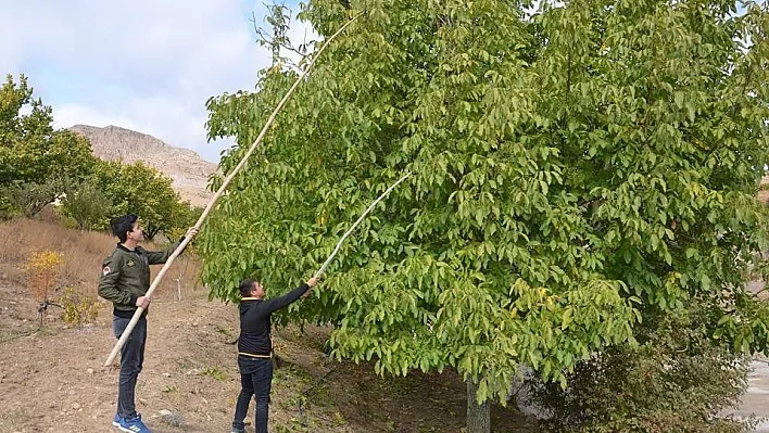 Hekimhan cevizi üreticinin yüzünü güldürüyor
