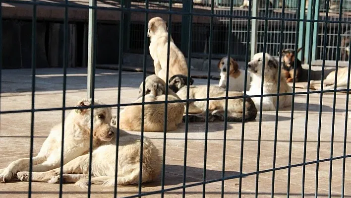 Hayvan barınağında 408 sahipsiz köpek tedavi edildi
