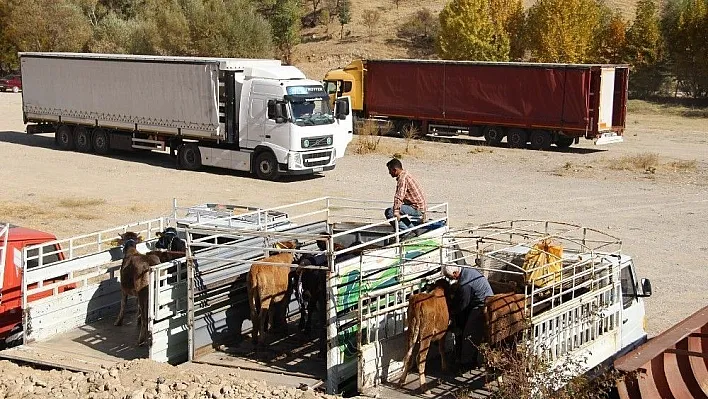 Genç çiftçilere damızlık düve desteği
