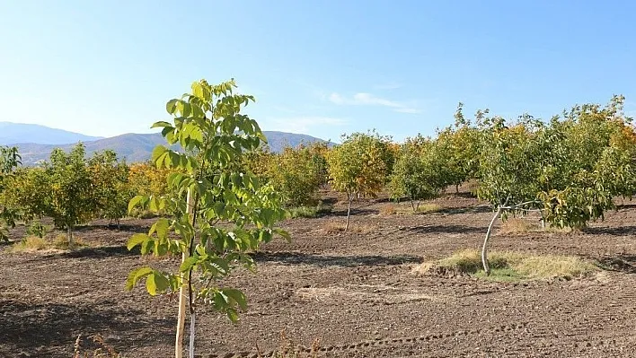 Kemah ve ceviz aşkına milyonlarca liralık yatırım
