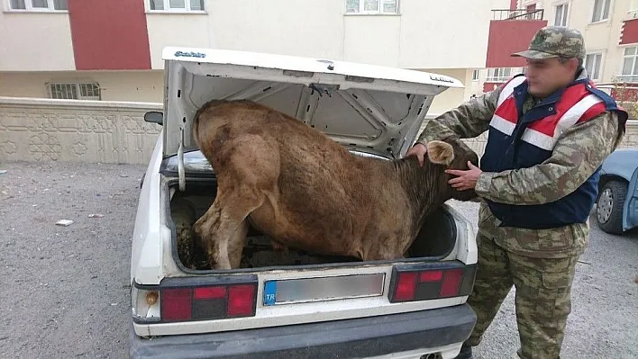Jandarmadan hayvan hırsızlarına şok operasyon

