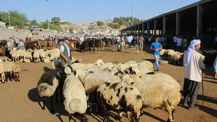 Diyarbakır Kırmızı Et Üreticileri Birliği Yönetim Kurulu Başkanı Yılmaz: 'Ucuz kırmızı et için yerli üretim teşvik edilmeli'
