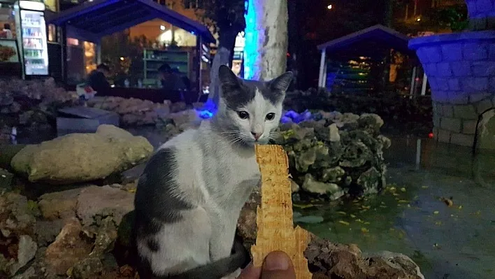 Tarhana bağımlısı kedi
