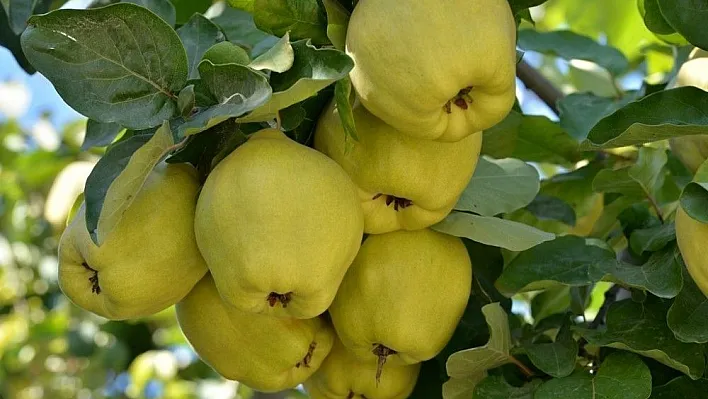 Kahramanmaraş'ta ayva hasadı başladı
