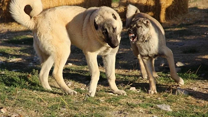 Kangal köpekleri, Cumhurbaşkanlığı külliyesinin korunmasına talip
