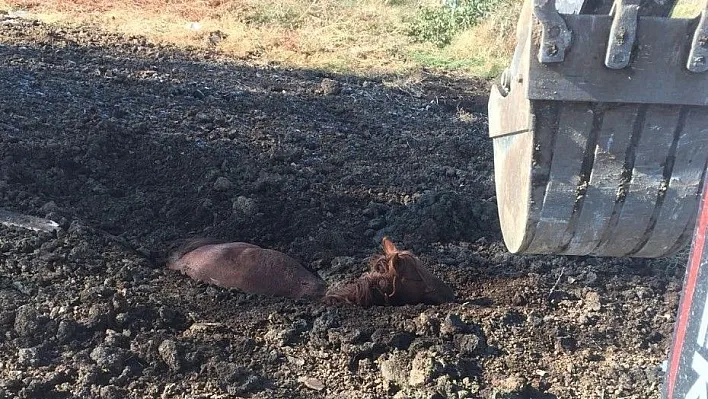 Bataklığa saplanan atı itfaiye kurtardı