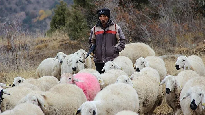 Dedenin torununa hediye ettiği kuzu sürü sahibi yaptı
