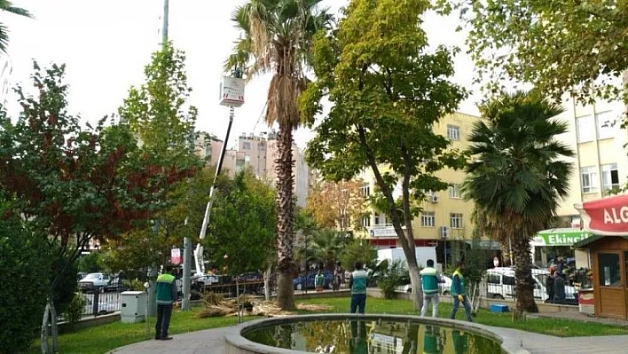 Adıyaman Belediyesinden ağaçlara bakım
