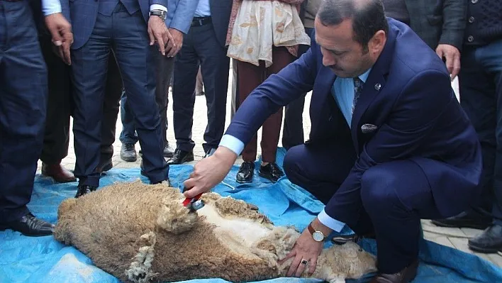 Elazığ'da 'Yaylaların Berberi' Projesi