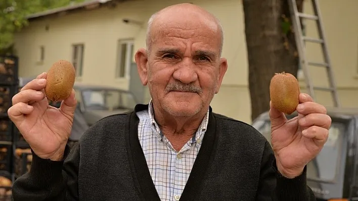 Kahramanmaraş kivisi tezgahlardaki yerini aldı
