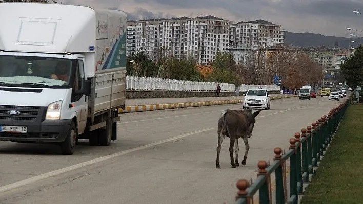 Trafikte ilerleyen eşek sürücülere zor anlar yaşattı
